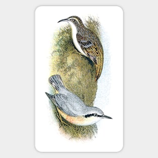 Tree Creeper and Nuthatch Sticker